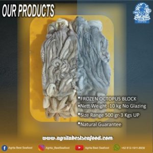 Octopus Indonesia, Best Octopus Indonesia, Sustainable Fisheries Act, Sustainable Bussiness  Act, Octopus Specialized Proces/sing, WORLD CLASS GIANT OCTOPUS PRODUCT, Trading Company, Specialized in Octopus
